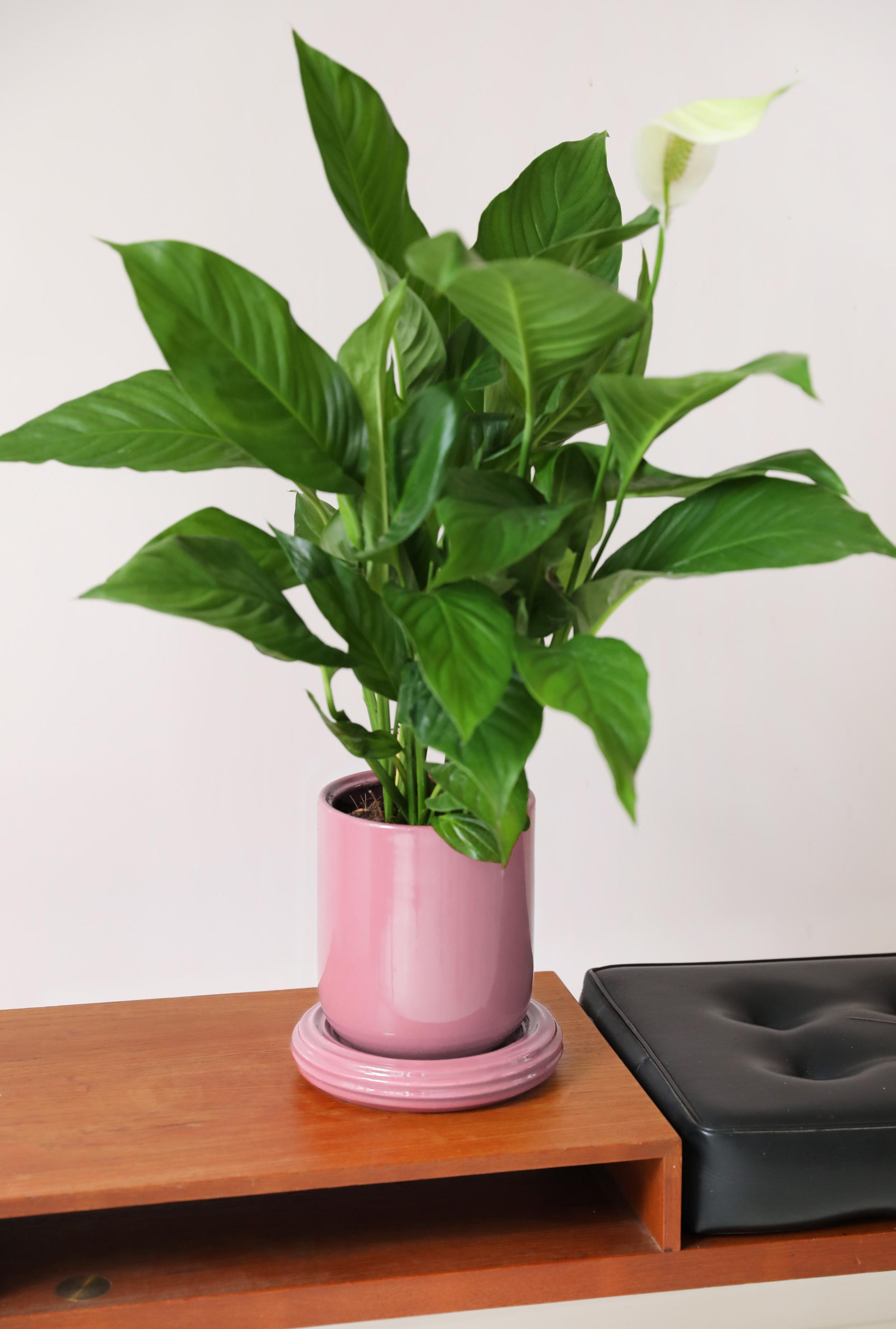 Blumentopf CHURROS rosa