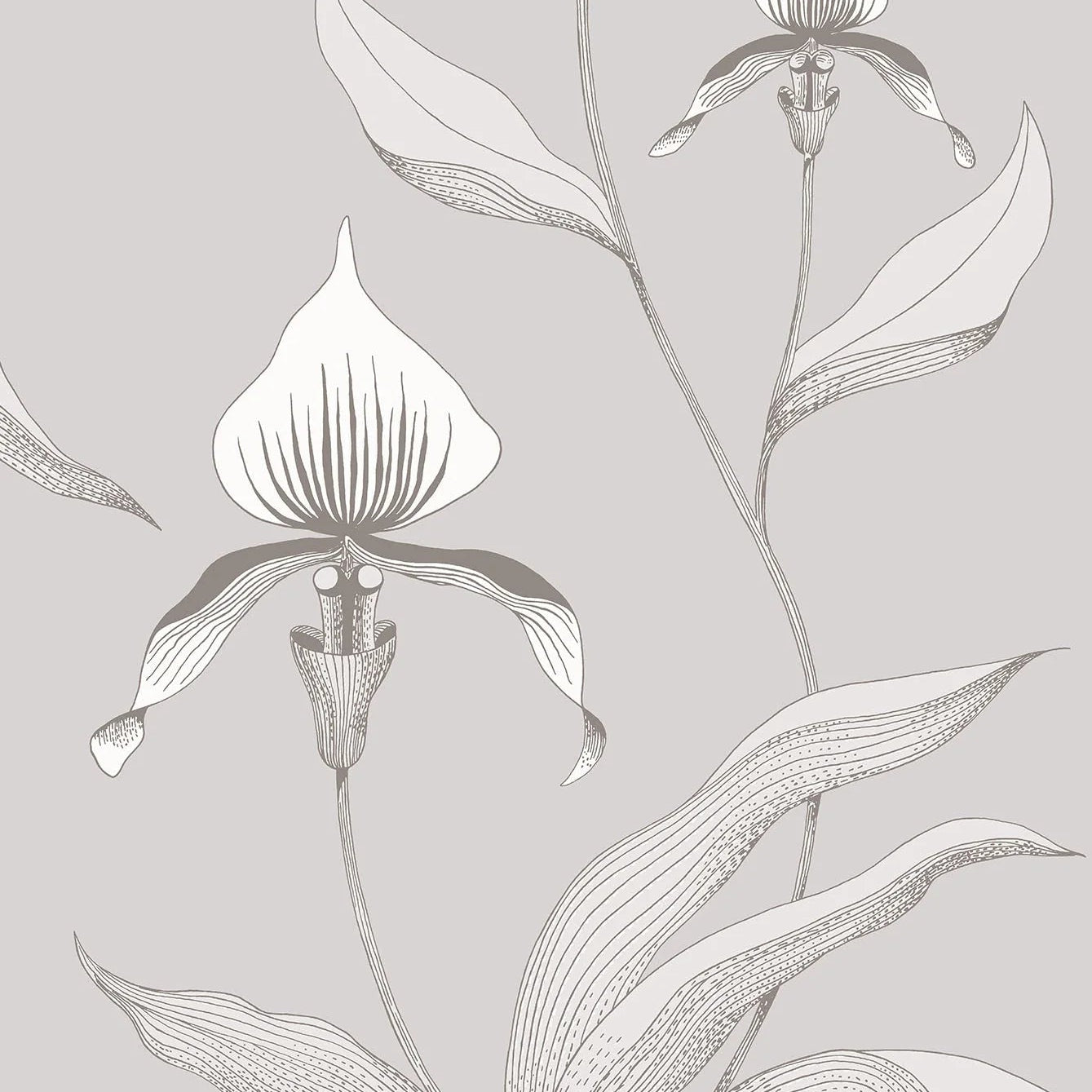Tapete mit Pflanzenmotiv von Orchideen CONTEMPORARY COLLECTION - ORCHID weiß mit grau