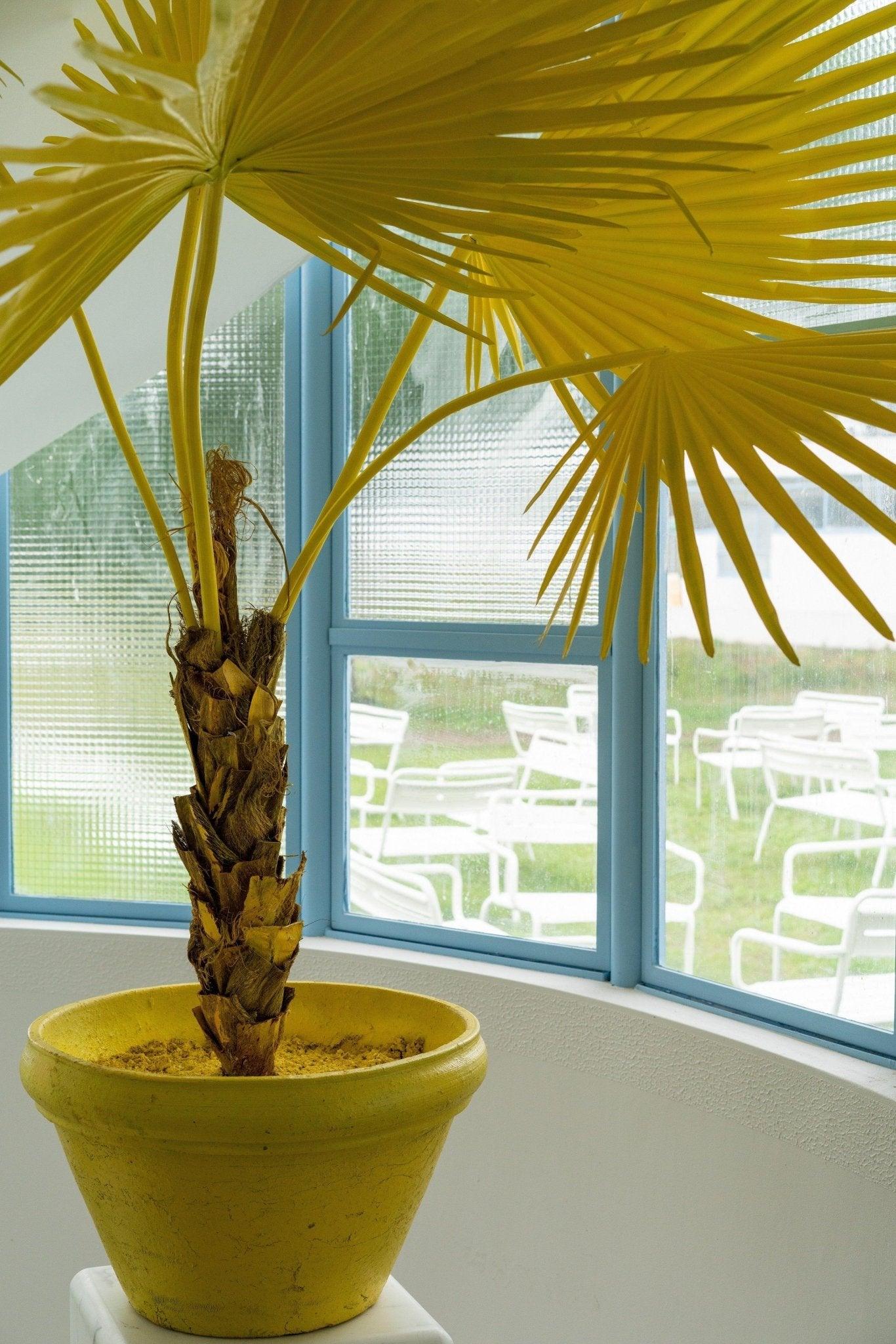 Dekoracja FAN PALM IN POT żółty Pols Potten Eye on Design