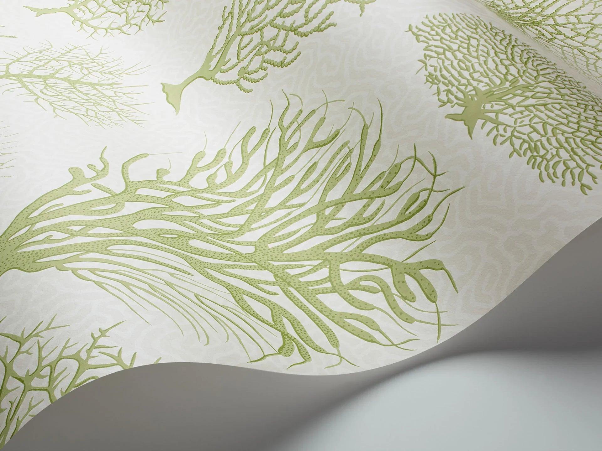 Tapeta CURIO - Seafern zielony na białym Cole & Son Eye on Design