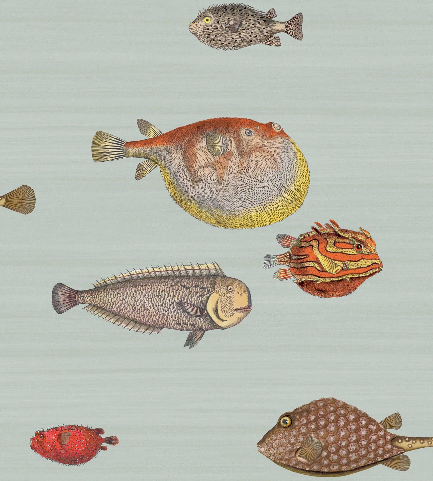 Tapeta FORNASETTI - Acquario błękitny Cole & Son Default Title Eye on Design