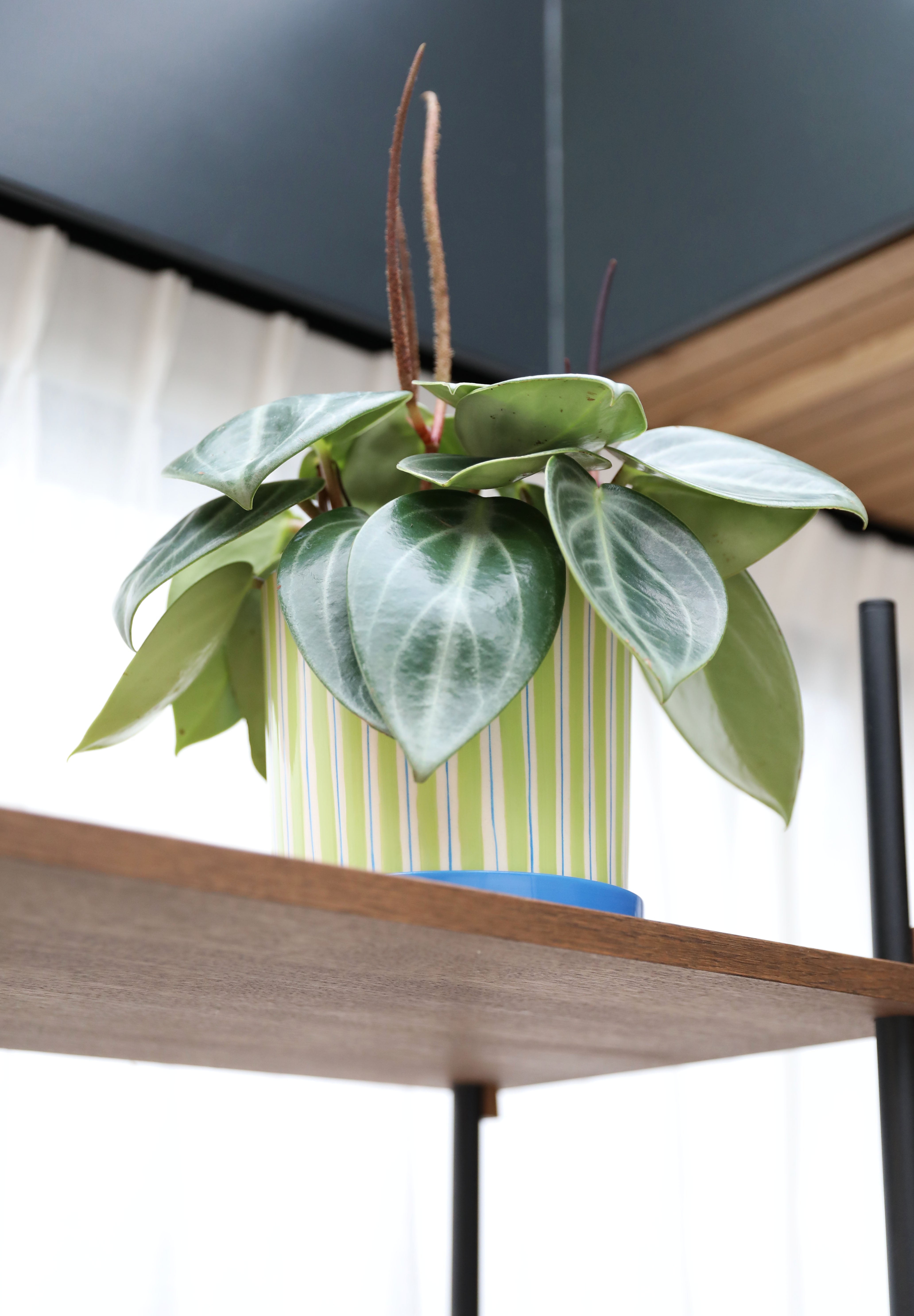 RAY pot in green with blue