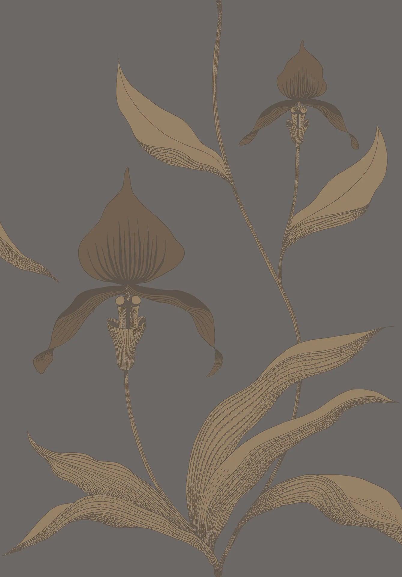 Tapeta CONTEMPORARY COLLECTION - Orchid Cole & Son Metaliczny brąz na szarym   Eye on Design