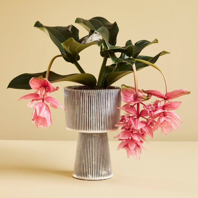 AMBER ceramic flowerpot set